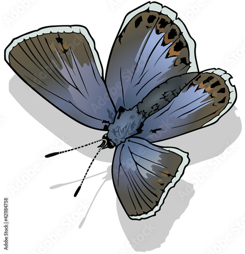 Common Blue Butterfly - Beautiful Colorful Butterfly Isolated on White Background, Vector Illustration