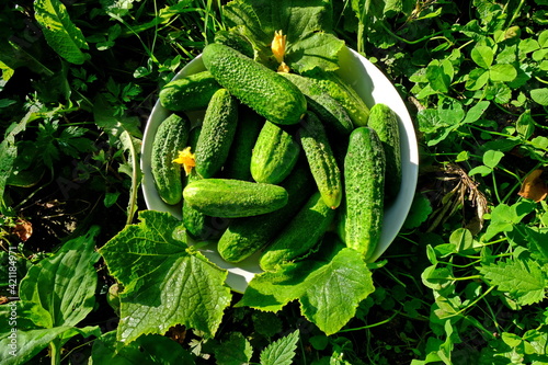 plate, cucumber leaf, stump, sunlight, horizontally, A group of fresh green cucumbers lies on a plate on a stump on a Sunny summer day. Horizontal frame. Cucumbers are an element of vegan who,