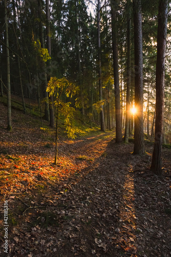 Fototapeta Naklejka Na Ścianę i Meble -  Wooded forest trees backlit by golden sunlight before sunset with sun rays pouring through trees on forest floor illuminating tree branches