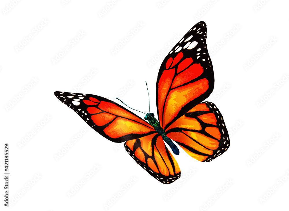 Fototapeta premium Color monarch butterfly , isolated on the white background