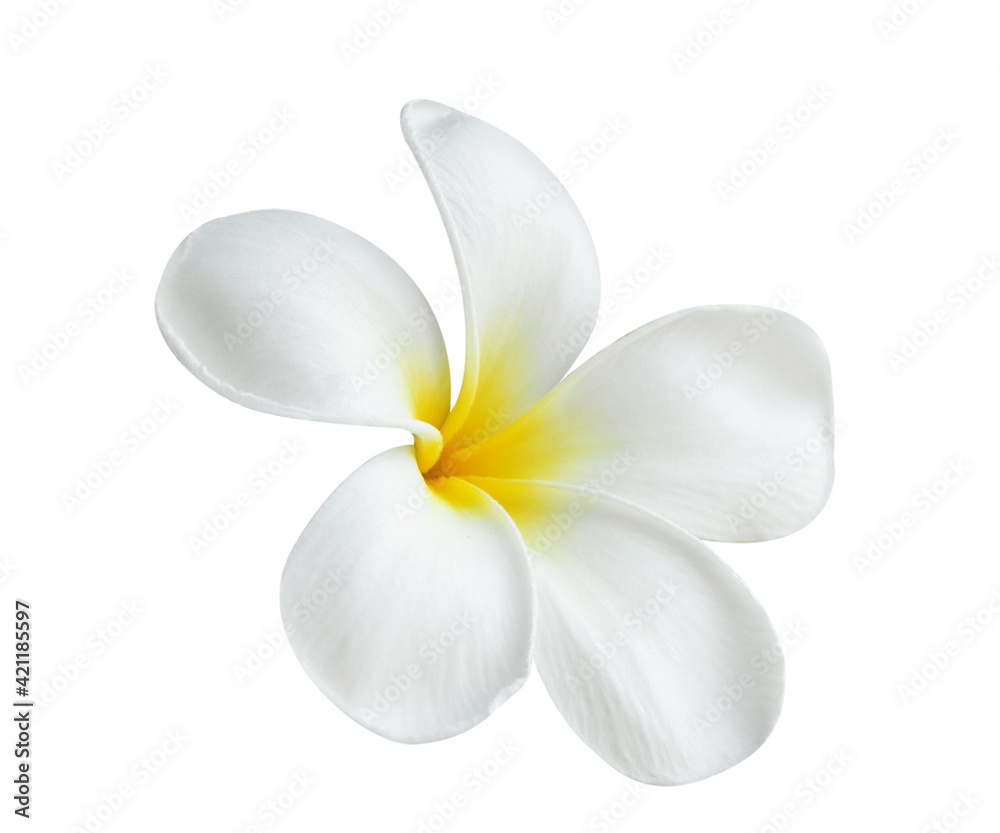 Blooming phumelia or Champa flower isolated with clipping path on white background Blooming phumelia or Champa flower isolated with clipping path on white background