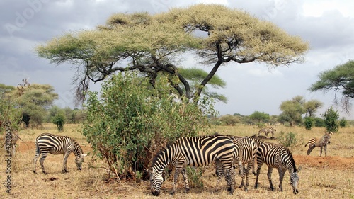 Zebra s Grazing