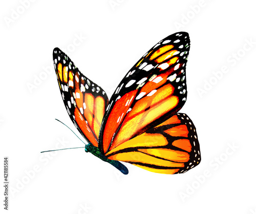 Fotografie, Obraz Color monarch butterfly , isolated on the white background