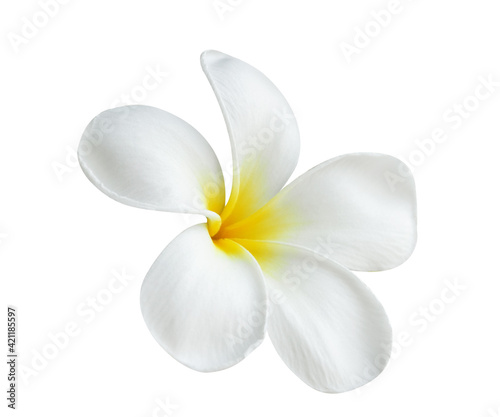 Blooming phumelia or Champa flower isolated with clipping path on white background