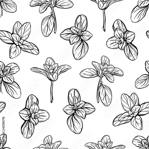  Basil Seamless Pattern. Italian herbs.A sprig of marjoram. Basil is a fragrant and fragrant seasoning. Hand-drawn illustration