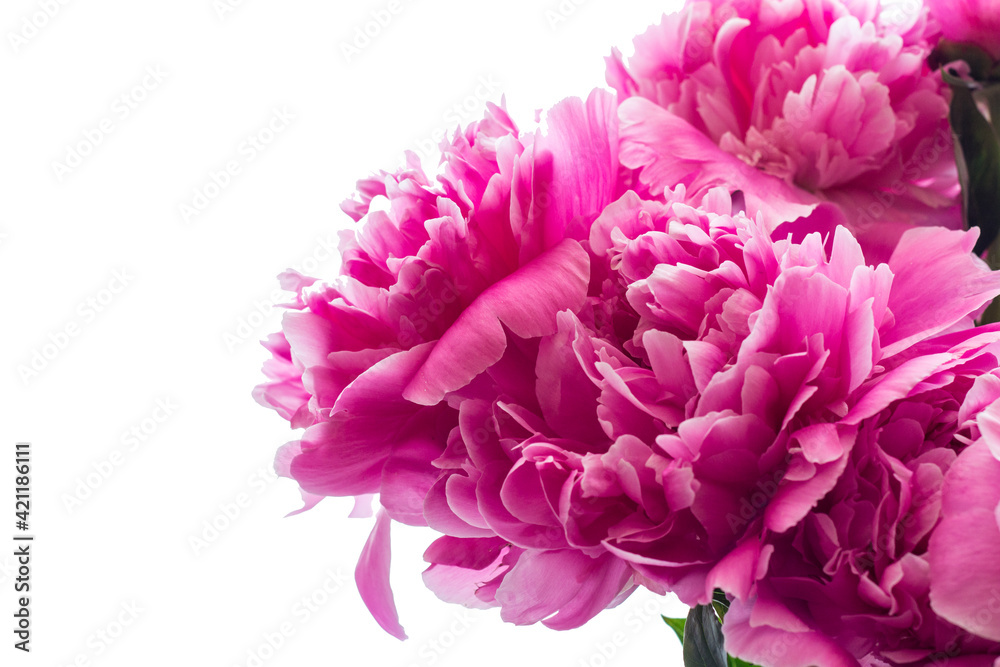 Peonies. A bouquet of peonies on a white background. Spring flowers. Copy space. Close-up. Peonies. A bouquet of peonies on a white background. Spring flowers. Copy space. Close-up.