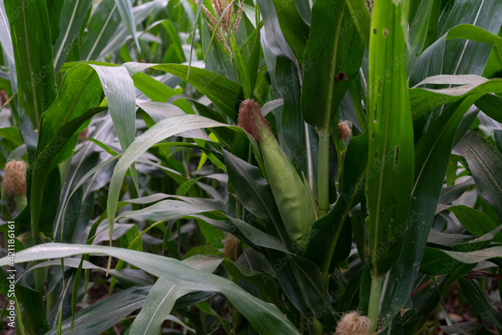 Obraz premium Corn leaf damaged by fall armyworm Spodoptera frugiperda.Corn leaves attacked by worms in maize field.