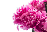 Peonies. A bouquet of peonies on a white background. Spring flowers. Copy space. Close-up.