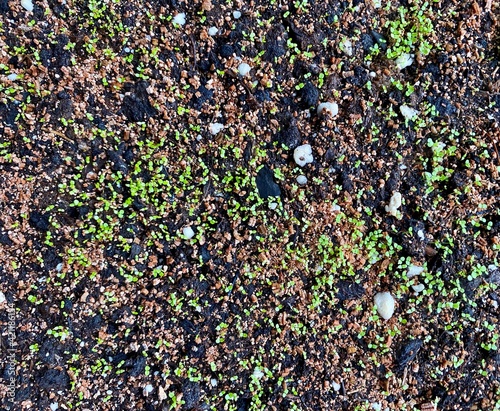 Soil and vermiculite with seedlings seedlings close-up.  Agrovermiculite for soil improvement in landscape design, gardening, floriculture.  