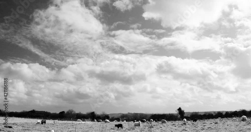 Timelapse with sheep and a cloudy sky. Windy weather with woolly clouds over a meadow with black and white sheep and lambs grazing. 4K footage in black and white.