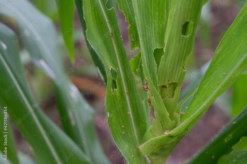 Obraz premium Corn leaf damaged by fall armyworm Spodoptera frugiperda.Corn leaves attacked by worms in maize field.