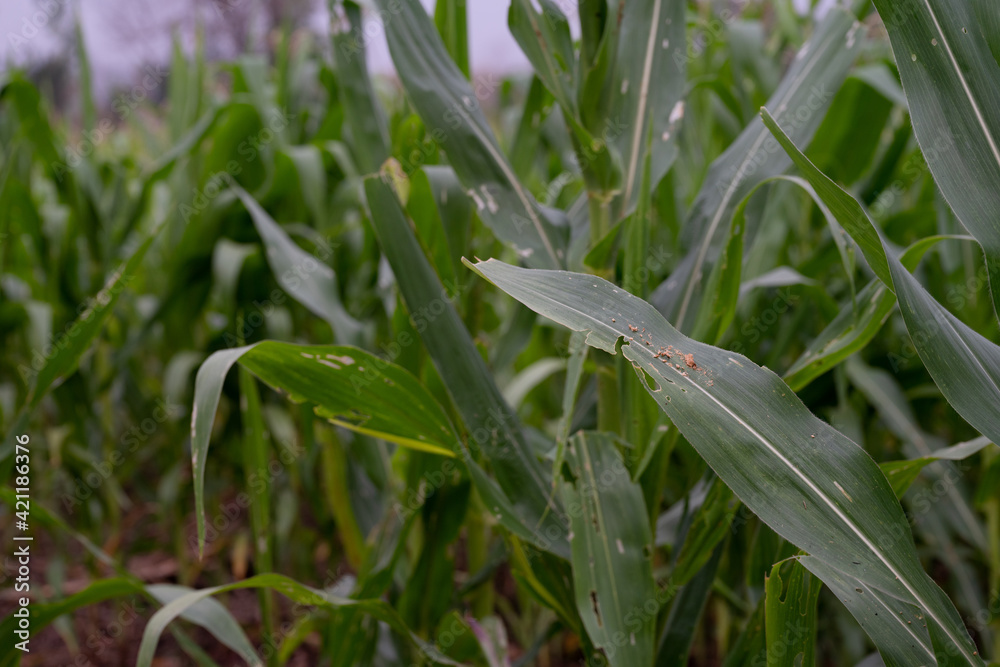 Corn leaf damaged by fall armyworm Spodoptera frugiperda.Corn leaves attacked by worms in maize field. Corn leaf damaged by fall armyworm Spodoptera frugiperda.Corn leaves attacked by worms in maize field.