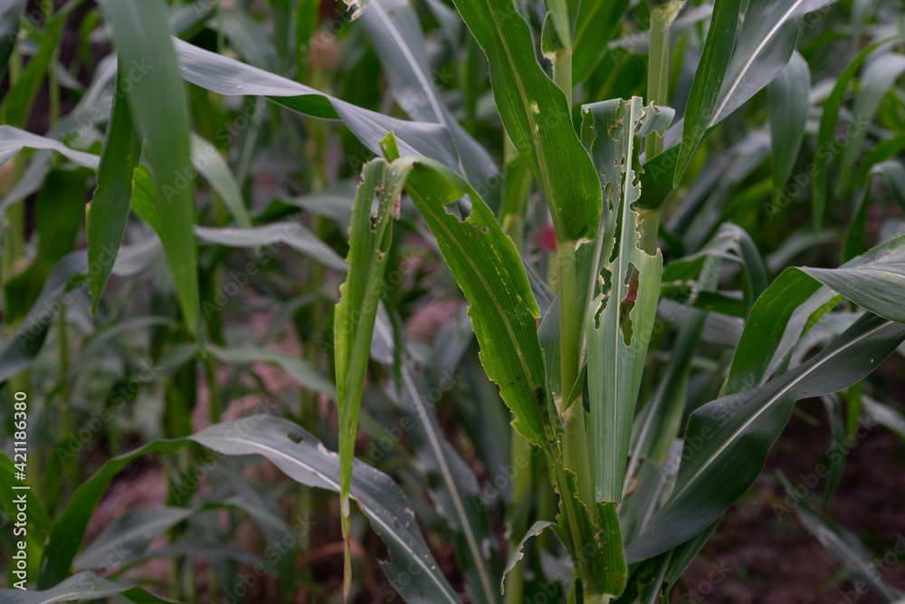 Corn leaf damaged by fall armyworm Spodoptera frugiperda.Corn leaves attacked by worms in maize field.