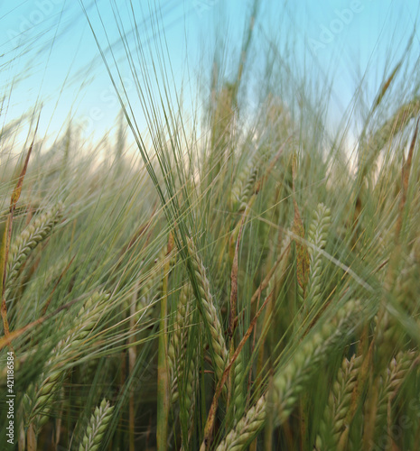   A wheat field close up. You can see a bit of the blue sky