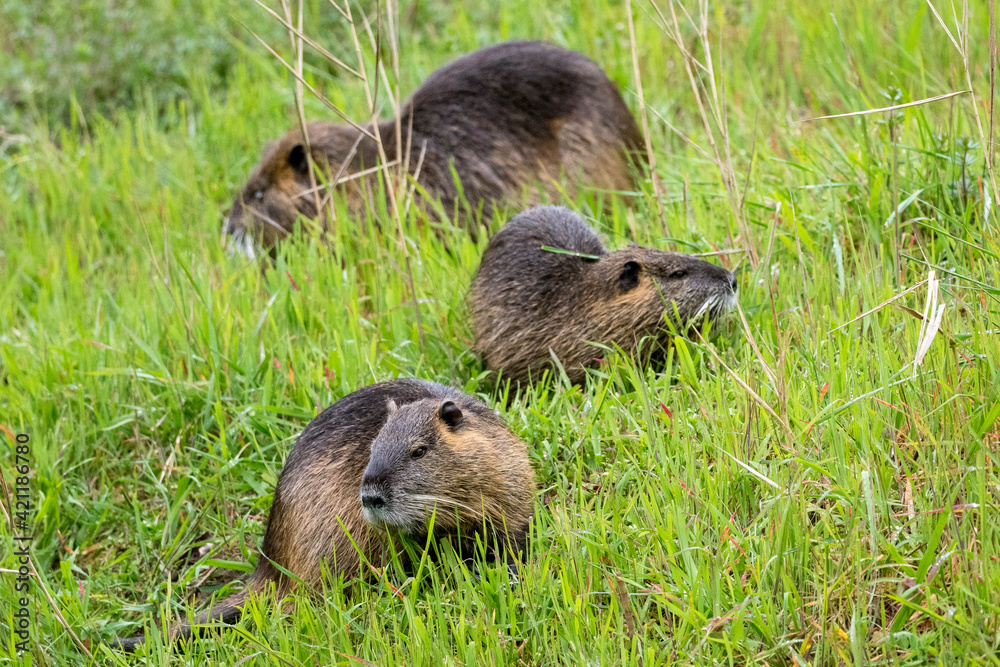 Ragondins in family eating grass on the bank of a small river Ragondins in family eating grass on the bank of a small river