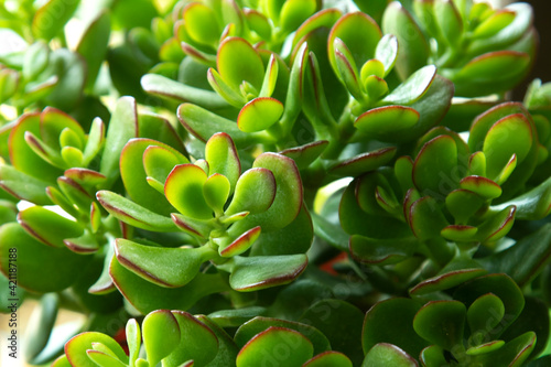Close up Crassula Ovata succulent houseplant.Selective focus.