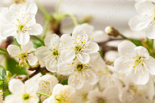 Branch with White Cherry Flowers and Buds. © OLPORU