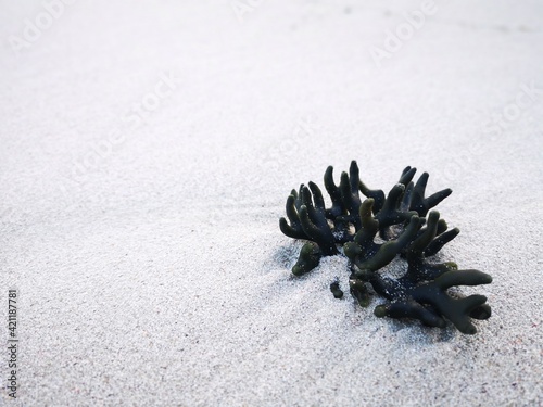 Black coral on the white sand beach.