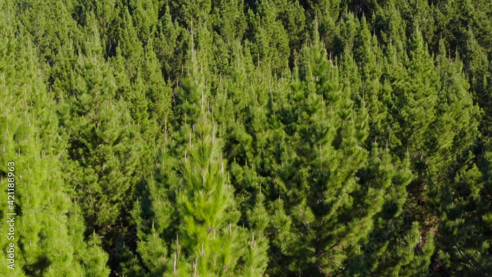 Rising from dense pine tree forest, evergreen woodland in New Zealand, aerial Rising from dense pine tree forest, evergreen woodland in New Zealand, aerial