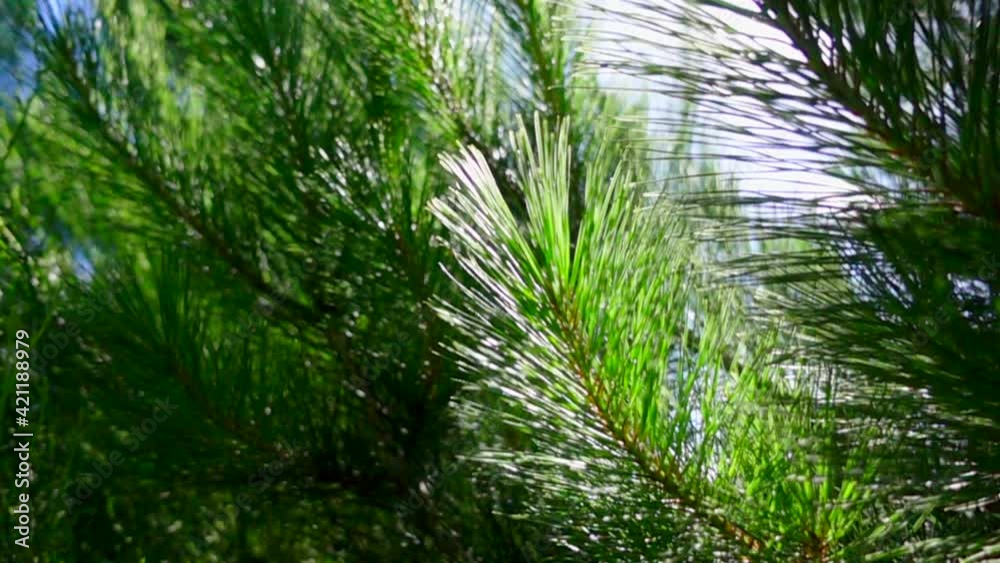 Pine needles swaying in breeze back lit from behind by bright sunlight, slowmo Pine needles swaying in breeze back lit from behind by bright sunlight, slowmo