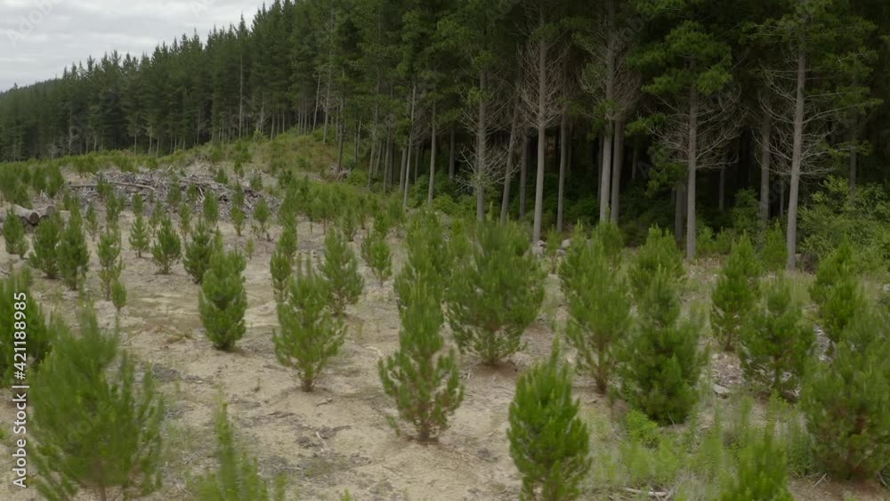 Reforestation of pine tree forest with young saplings and older trees, aerial