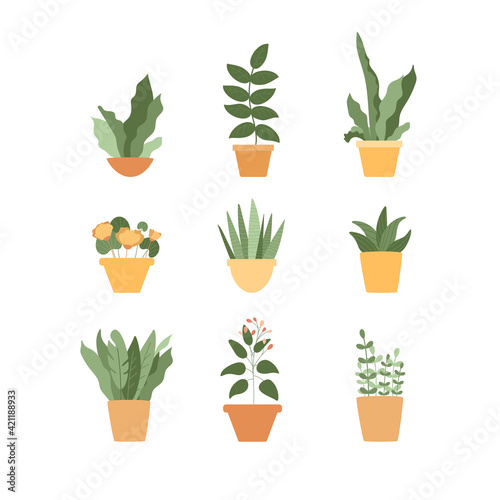 Potted flowers set isolated on white background. Houseplants collection, succulent, lush leaves, sprouts. Yellow and green colors. Vector illustration