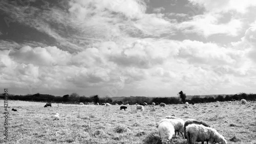 Timelapse with sheep and woolly sky. Cloudy weather over a herd of black and white sheep and lambs grazing on a rough grassland. footage in black and white.