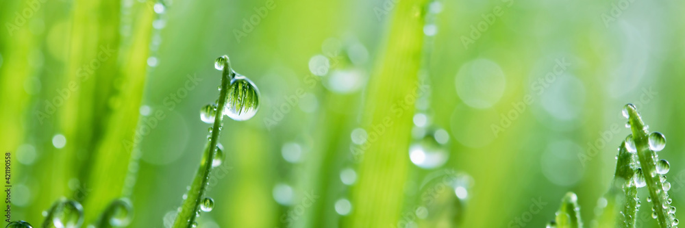 Fototapeta premium macro wet spring green grass background with dew. natural beautiful water drop on leaf in sunlight, image of purity and freshness of nature, copy space. ecology, fresh wallpaper concept. banner ready