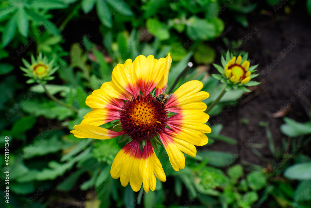 One vivid yellow and orange Gaillardia flower, common known as blanket flower, and blurred green leaves in soft focus, in a garden in a sunny summer day, beautiful outdoor floral background. One vivid yellow and orange Gaillardia flower, common known as blanket flower, and blurred green leaves in soft focus, in a garden in a sunny summer day, beautiful outdoor floral background.