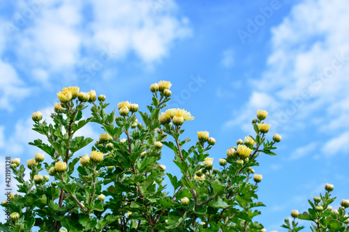 Many vivid yellow Chrysanthemum x morifolium flowers and small green blooms towards blue and cloudy sky, in a garden in a sunny autumn day, beautiful colorful outdoor background. © Cristina Ionescu