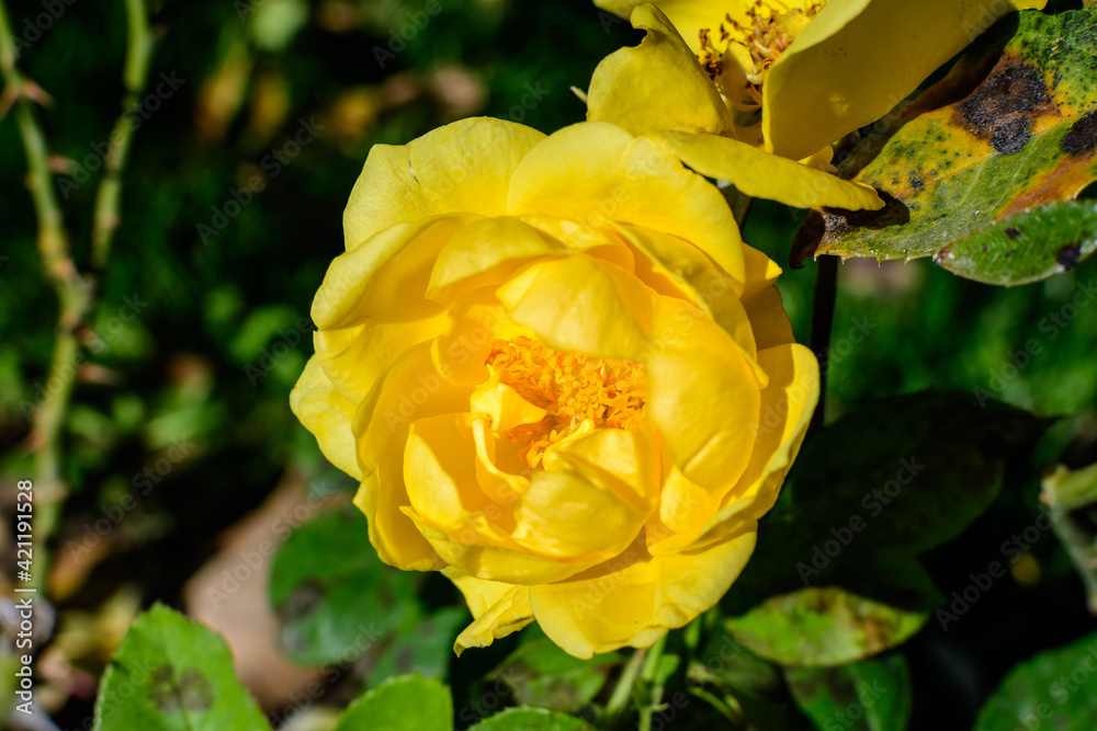 Close up on one delicate fresh vivid yellow rose and green leaves in a garden in a sunny summer day, beautiful outdoor floral background photographed with soft focus.