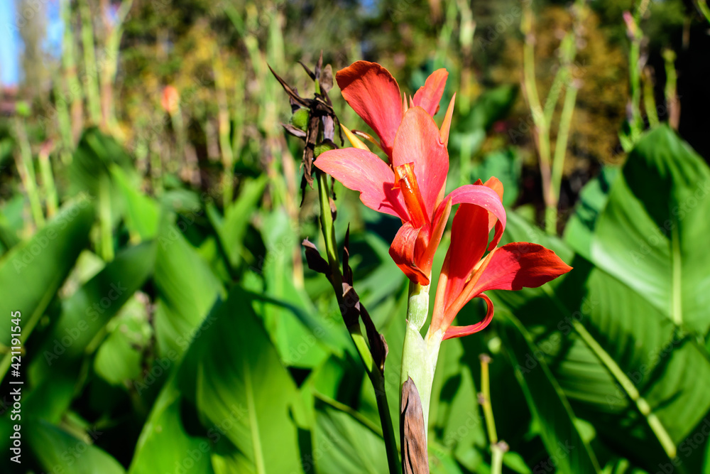 Red flowers of Canna indica, commonly known as Indian shot, African arrowroot, edible canna, purple arrowroot or Sierra Leone arrowroot, in soft focus, in a garden in a sunny summer day. Red flowers of Canna indica, commonly known as Indian shot, African arrowroot, edible canna, purple arrowroot or Sierra Leone arrowroot, in soft focus, in a garden in a sunny summer day.