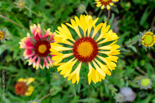 Top view of one vivid yellow and red Gaillardia flower  common name blanket flower   and blurred green leaves in soft focus  in a garden in a sunny summer day  beautiful outdoor floral background.