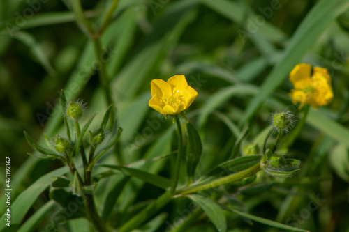 Bright yellow flowering of Ranunculus arvensis,as know as the corn buttercup, is a plant species of the genus Ranunculus native to Europe photo