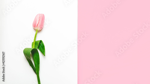 Pink tulip on the white background. Easter and spring greeting card. mothers Day