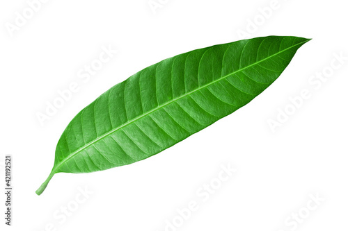 Mango leaves isolated on white background,clipping path