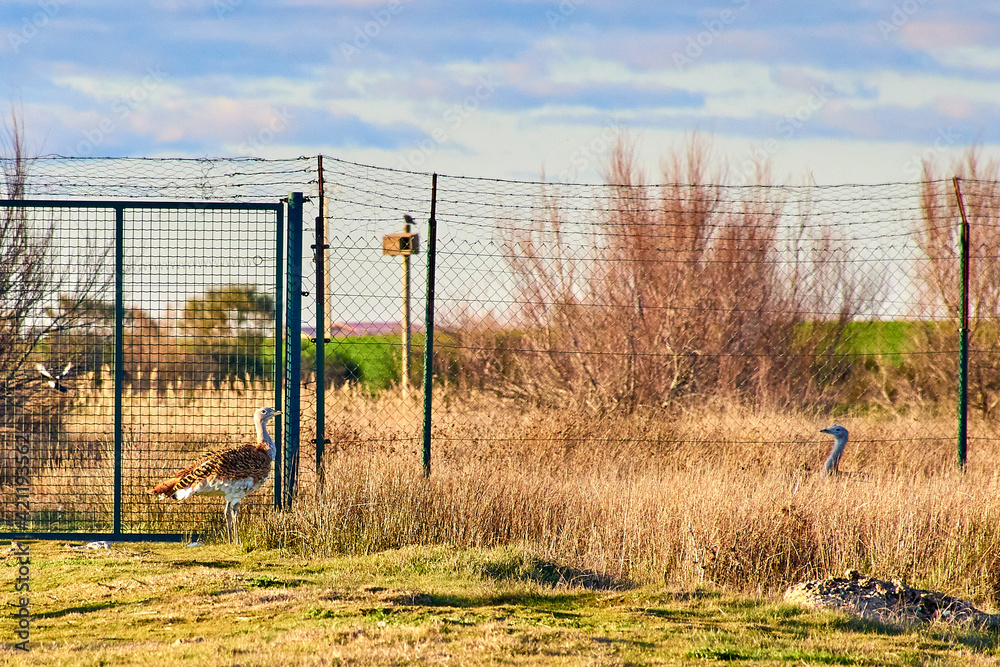Pair of Great Bustards, Otis tarda, in the Villafáfila lagoons at dusk. Pair of Great Bustards, Otis tarda, in the Villafáfila lagoons at dusk.