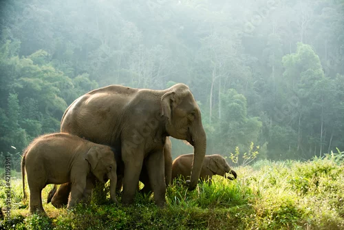 Obraz Wild Asian elephant family walking through lush green forest. Wildlife baby elephant conservation endangered species animal family, and natural habitat concept.
