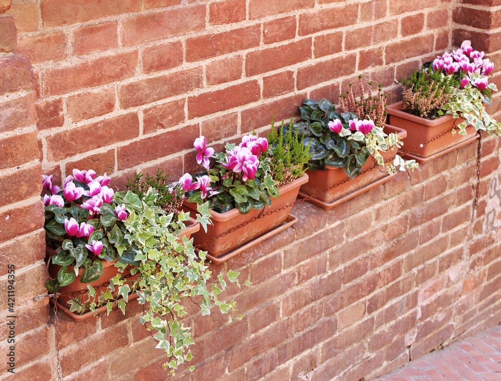 Italy, Tuscany: Flowers pots on the red brick wall.