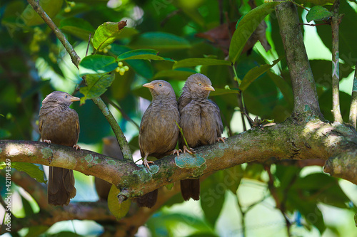 yellow billed babblers playing on tree branch