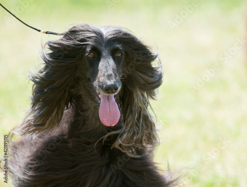 Afghan Hound walking in the sunlight