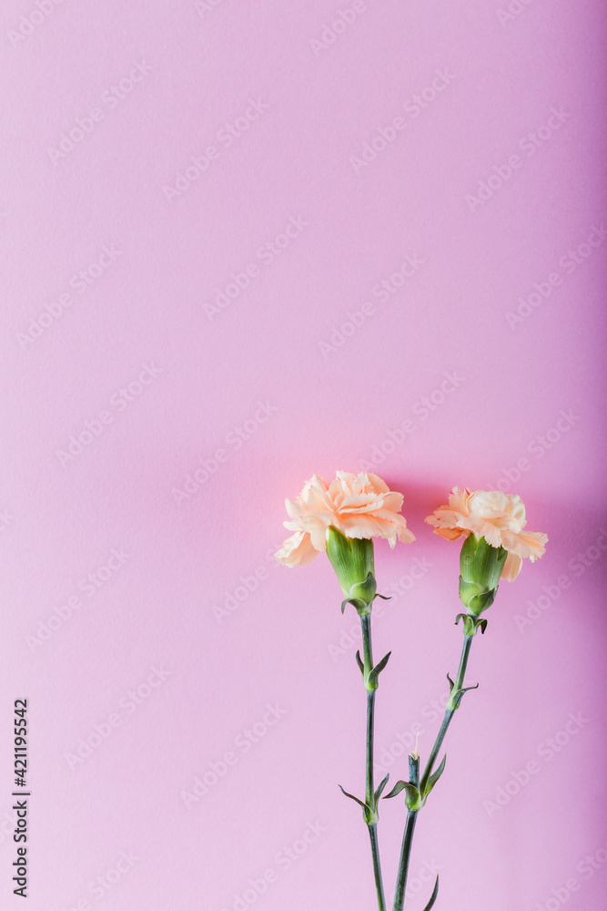 Fresh carnations on pink background. Text space. Floral background.