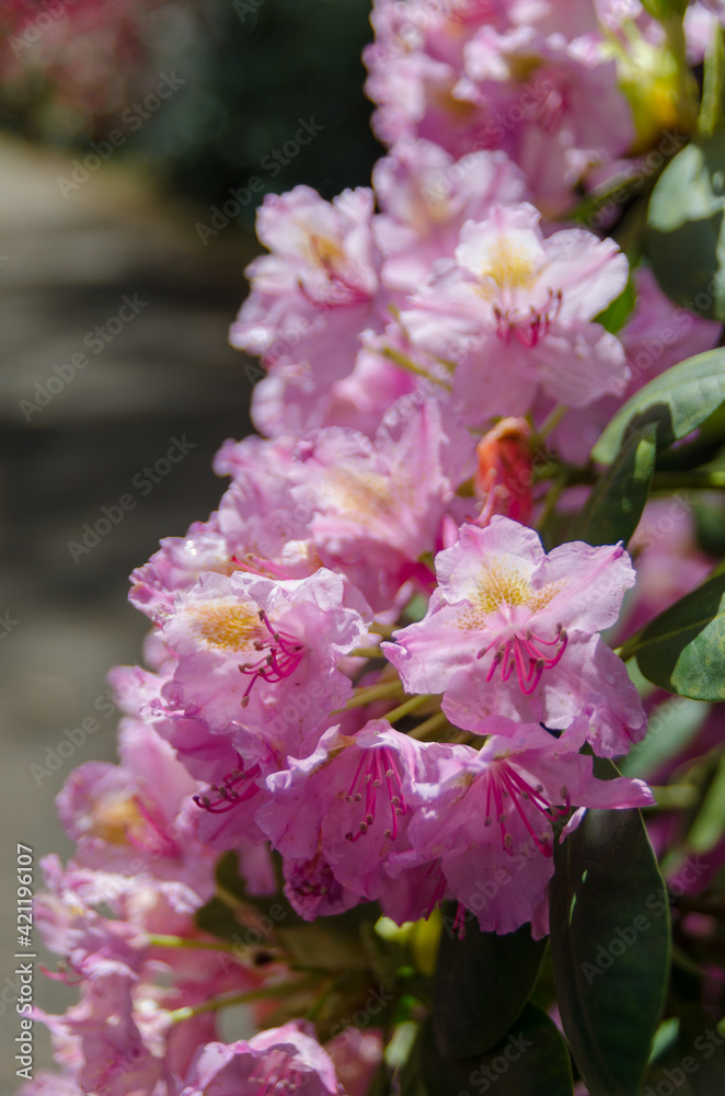 pink and white rhododendrons flowers pink and white rhododendrons flowers