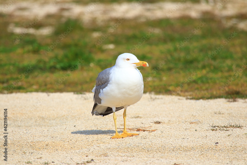 Fototapeta premium Yellow-legged gull on the coast