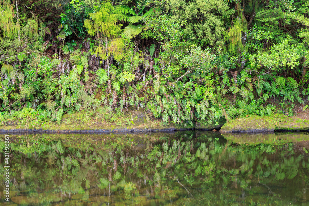 Fototapeta premium Ferns growing on the steep bank of a New Zealand river, reflected in the water below