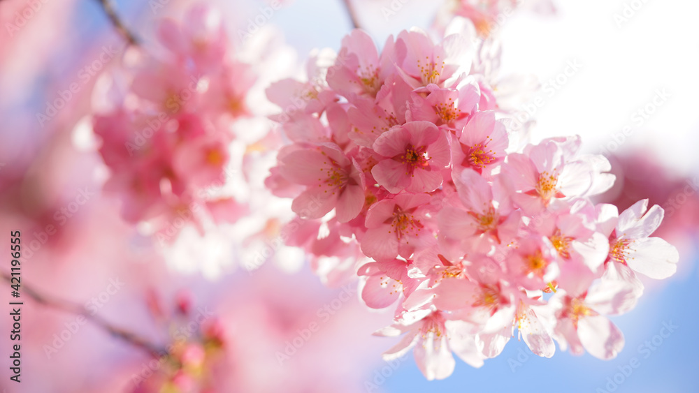 サクランボ, ピンク, 自然, 咲く, ブランチ, 花, sakura, 