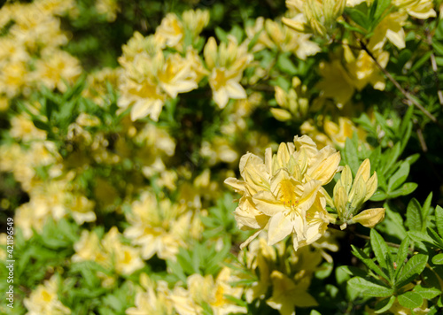 Fototapeta Naklejka Na Ścianę i Meble -  yellow rhododendrons in the garden