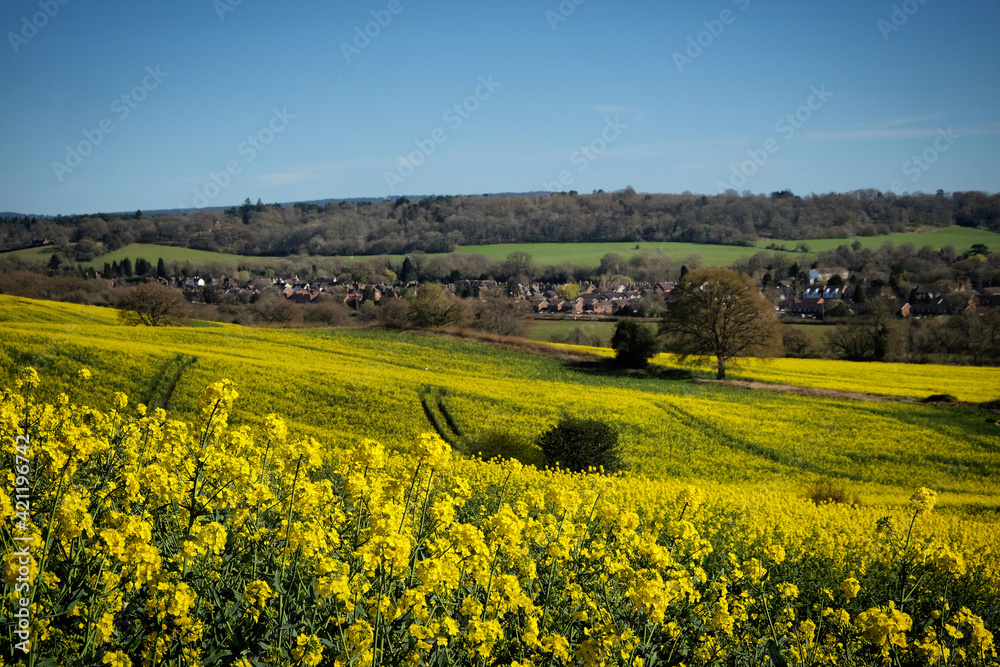 Yellow rape seed oil flowers in bloom in Guildford, Surrey, UK