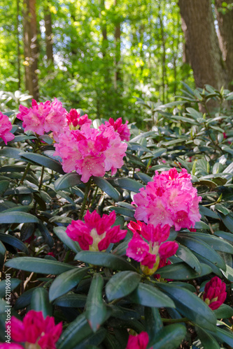 Wallpaper Mural pink rhododendrons in the garden Torontodigital.ca
