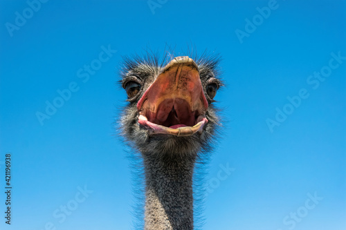  Funny screaming noisy African ostrich © konoplizkaya